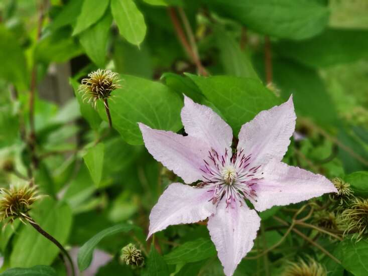 Add Clematis vines to your garden for beautiful, colorful blooms
