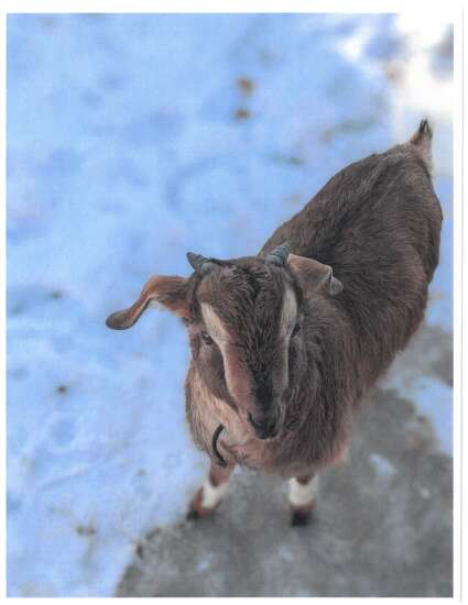 Washington narrowly approves urban goat