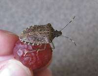 More on Iowa's foreign invader: new stink bug is like the