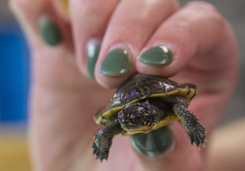 Hot weather, drought impacting baby terrapins / tiny turtles may