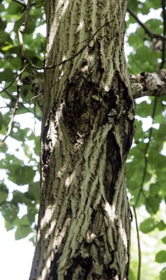 Fungus Destroying Butternut Trees In Iowa The Gazette