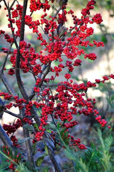 Native Plant: Native winterberry's fruits brighten winter landscape