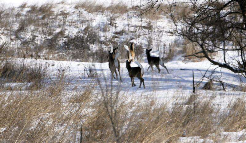 Hunters to collect 200 Allamakee County deer samples | The Gazette