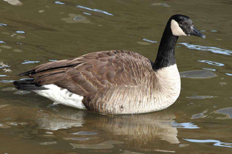 Why Did the Canada Goose Cross the Road? — Audubon Society of