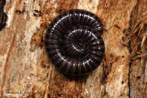 Homegrown: Millions of millipedes