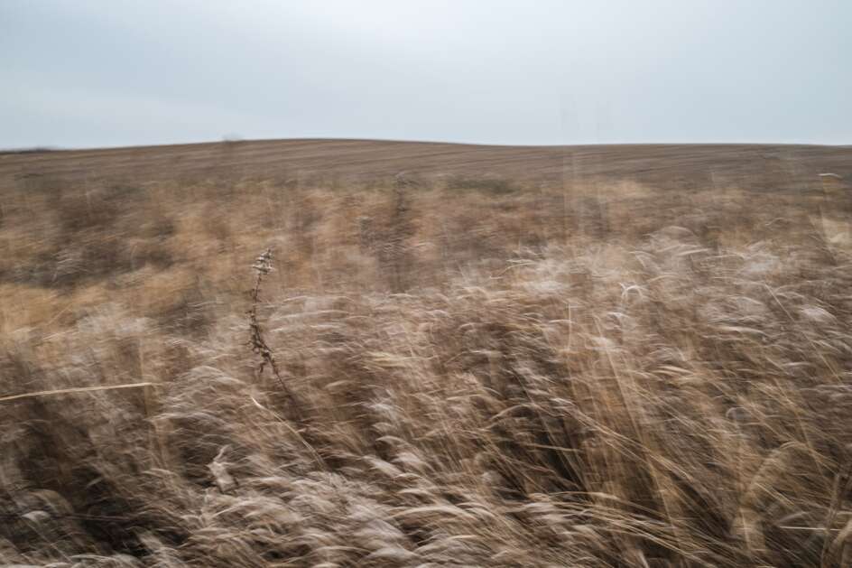 Prairie grasses blow in the wind Nov. 20 in a field near in northern Linn County. New conservation practices planned across the Middle Cedar River watershed will reduce an estimated 45 percent of nitrate in runoff from 1,200 acres of Linn County farmland.  (Nick Rohlman/The Gazette)