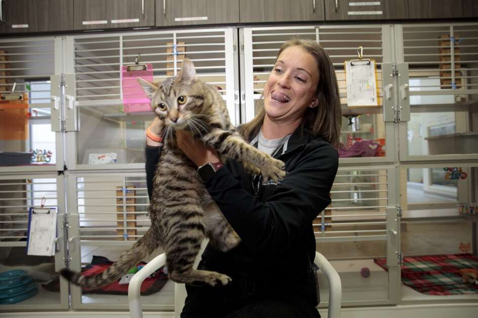 Iowa City Animal Services Coordinator Devon Strief attempts to stand for a portrait April 18 with Parker, a 5-month old brown tabby, at the Iowa City Animal Care and Adoption Center in Iowa City. (Nick Rohlman/The Gazette)
