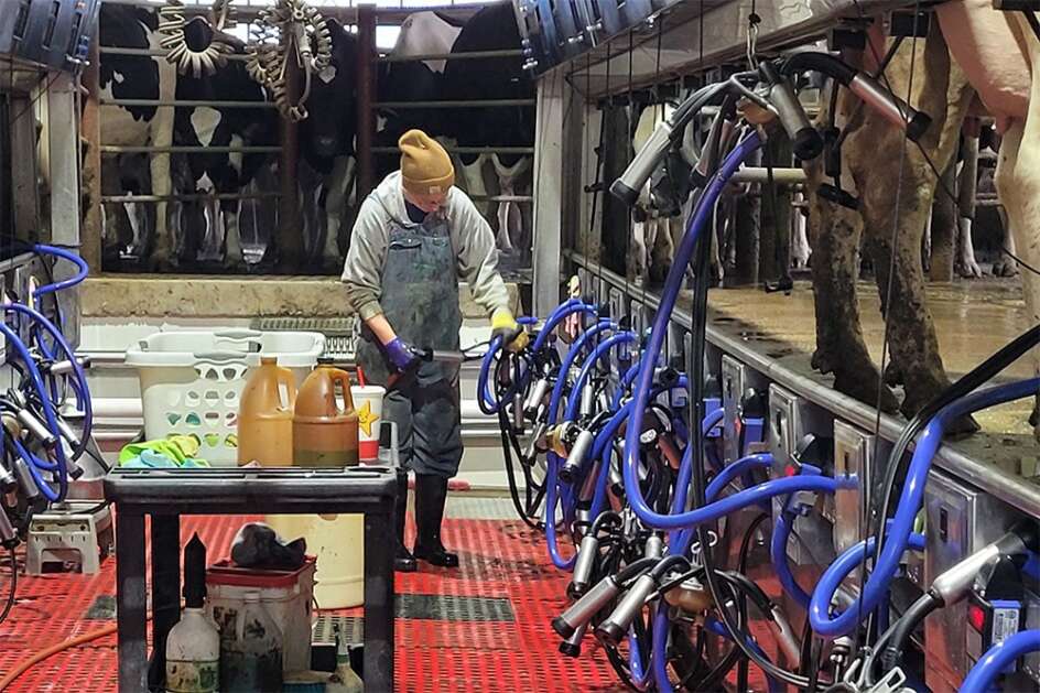 The cattle at Vagts Dairy near West Union behaved bizarrely after a natural gas pipeline company altered an electrical system meant to prevent corrosion. (Photo courtesy of Iowa Courts Online via Iowa Capital Dispatch)