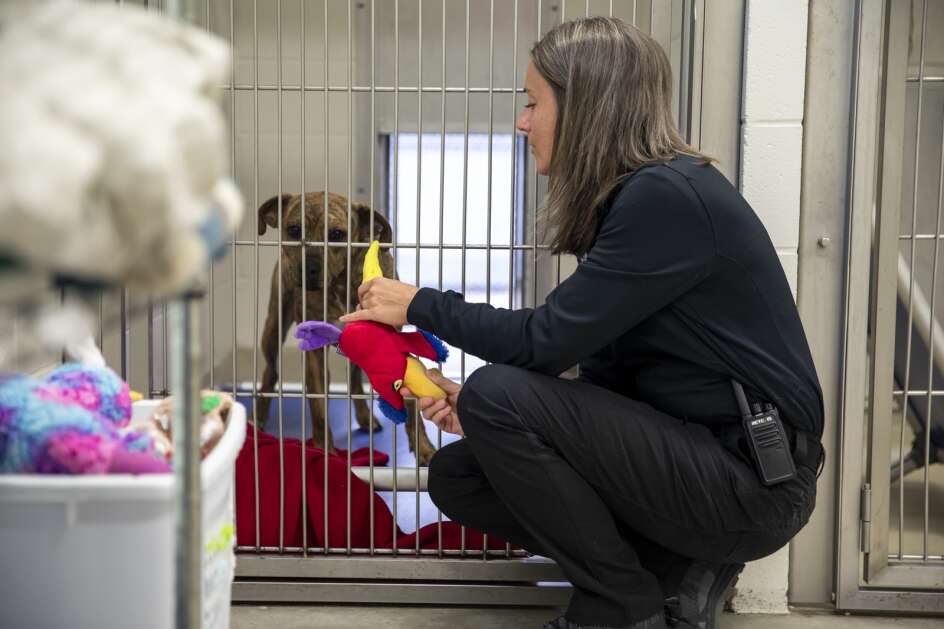 Iowa City Animal Services Coordinator Devon Strief checks April 18 on Lula, a pitbull mix, at the Iowa City Animal Care and Adoption Center in Iowa City. (Nick Rohlman/The Gazette)