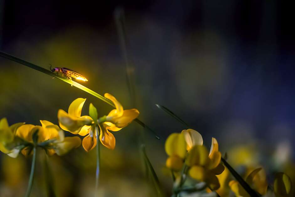 Fewer fireflies lighting up Iowa's summer nights
