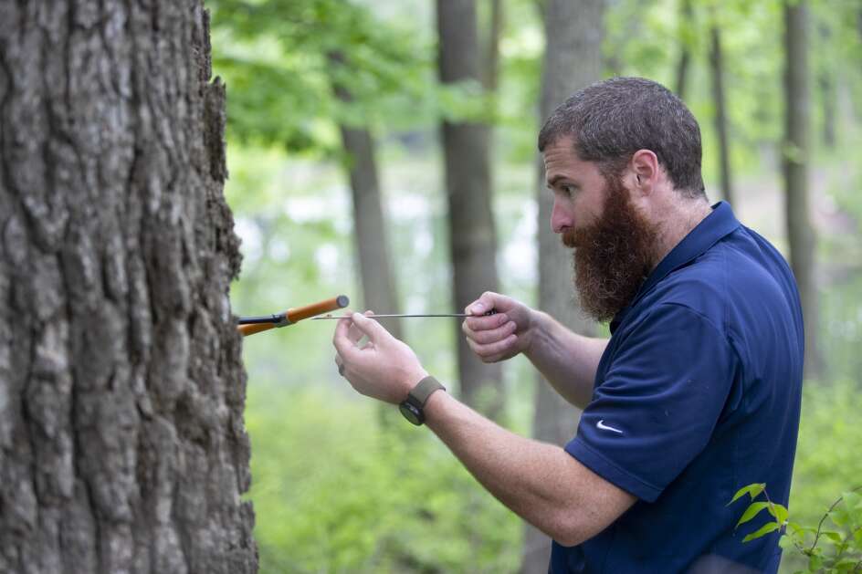 Iowa Department of Natural Resources forest health technician Mark Runkel takes a core sample last Monday from a tree exhibiting signs of oak wilt at Hickory Grove Park in Colo. (Nick Rohlman/The Gazette)
