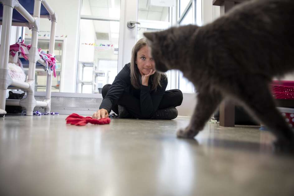 Iowa City Animal Services Coordinator Devon Strief plays with the cats April 18 at the Iowa City Animal Care and Adoption Center. Strief recently was named coordinator of the city’s Animal Services. (Nick Rohlman/The Gazette)