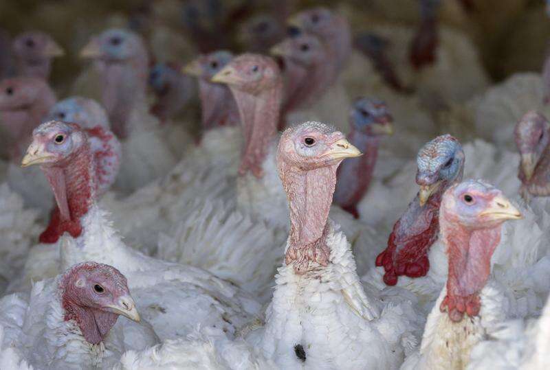 Turkeys gather April 30, 2015, at a facility in Wayland. Gov. Kim Reynolds this week expanded a disaster declaration for three counties in western Iowa that have confirmed positive cases of highly pathogenic avian influenza. (Jim Slosiarek/The Gazette)