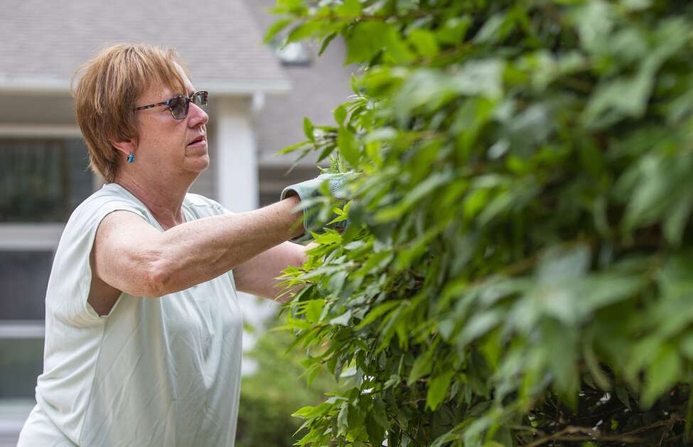 Linda Langston works on trimming the bushes outside her home in southeast Cedar Rapids on June 20. She and her husband are one of the 40,000 homeowners who lost their homeowners insurance coverage when Pekin Insurance announced it was pulling out of Iowa. (Savannah Blake/The Gazette)