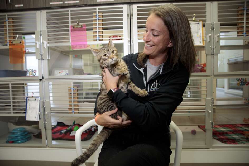 Iowa City Animal Services Coordinator Devon Strief stands for a portrait April 18 with Parker, a 5-month old brown tabby, at the Iowa City Animal Care and Adoption Center in Iowa City. Strief recently was named coordinator of Iowa City Animal Services. (Nick Rohlman/The Gazette)