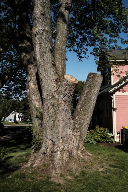 A tree stands in the front yard of Dylan Nice’s home in Iowa City on June 11. Nice’s home insurer dropped him from his coverage in spite of his attempts to cut back the tree branches overhanging the house. (Nick Rohlman/The Gazette)