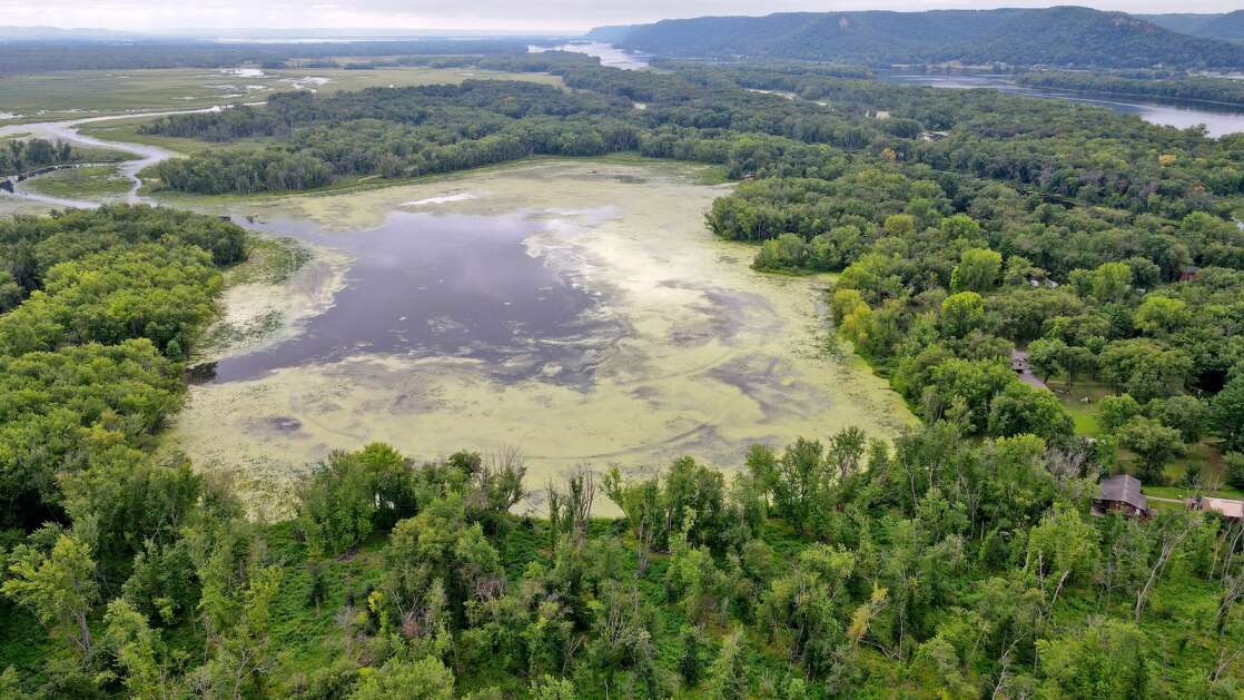 Algae covers a large portion of Round Lake, a spring-fed Trempealeau Lake in western Trempealeau, Wisconsin on Aug. 25, 2023. A community group called Friends of Trempealeau Lakes has formed to try to restore the algae-filled lakes. (Mike De Sisti/The Milwaukee Journal Sentinel)