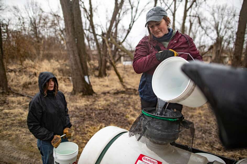 Abigail Barten (right), trail coordinator, pours and filters raw maple syrup into a tank for collection on Thursday, March 16, 2023, at Indian Creek Nature Center in Cedar Rapids, Iowa. (Geoff Stellfox/The Gazette)