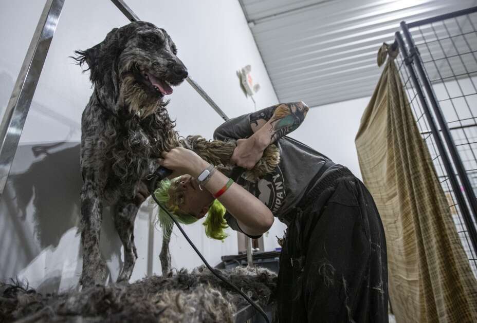 Groomer Cameron Couch bends under a rescued doodle while grooming her at a donated building in Iowa City on Aug. 29, 2023. Volunteer groomers were helping to groom some of the more than 100 dogs that were removed from a dog breeding farm in rural Johnson County in August 2023. (Savannah Blake/The Gazette)