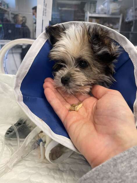 Lemmy, a Maltese papillon mix, died in early March after Lauren Stevenson, of Philadelphia, bought him from a breeder in Lee County, Iowa. Here, Stevenson is trying to feed him wet food while he was in the pet hospital. (Lauren Stevenson)