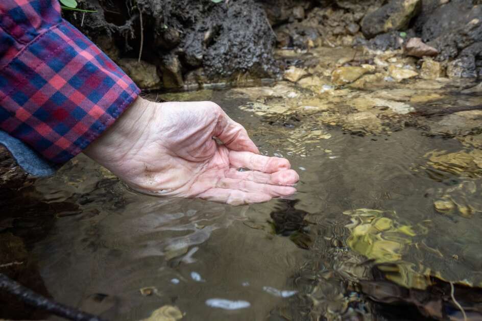 Jeff Broberg examines water from a spring, April 11, near Altura, Minnesota. The retired geologist says, “I wouldn’t drink this water,” because of the nitrates and pesticides in it. The region, like many in Wisconsin, is perched upon karst geology, which consists of porous, cracked rock through which water easily travels. That means when fertilizer or manure is applied in large quantities, it can more easily make its way into the groundwater and impact the wells that draw from it. The area, which is having issues with high nitrate levels in drinking water, is part of the Mississippi River Valley near Winona, Minnesota. (Mark Hoffman/Milwaukee Journal Sentinel)