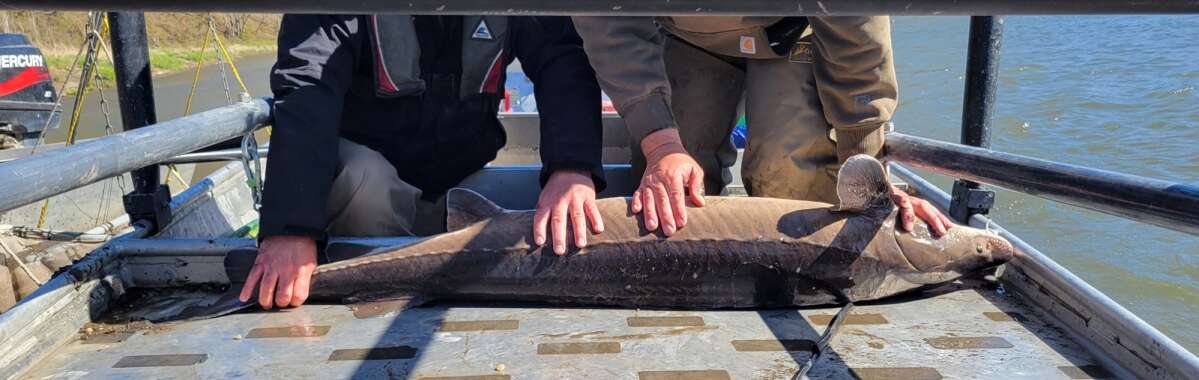 To learn more about rare lake sturgeon, Iowa researchers turn to
