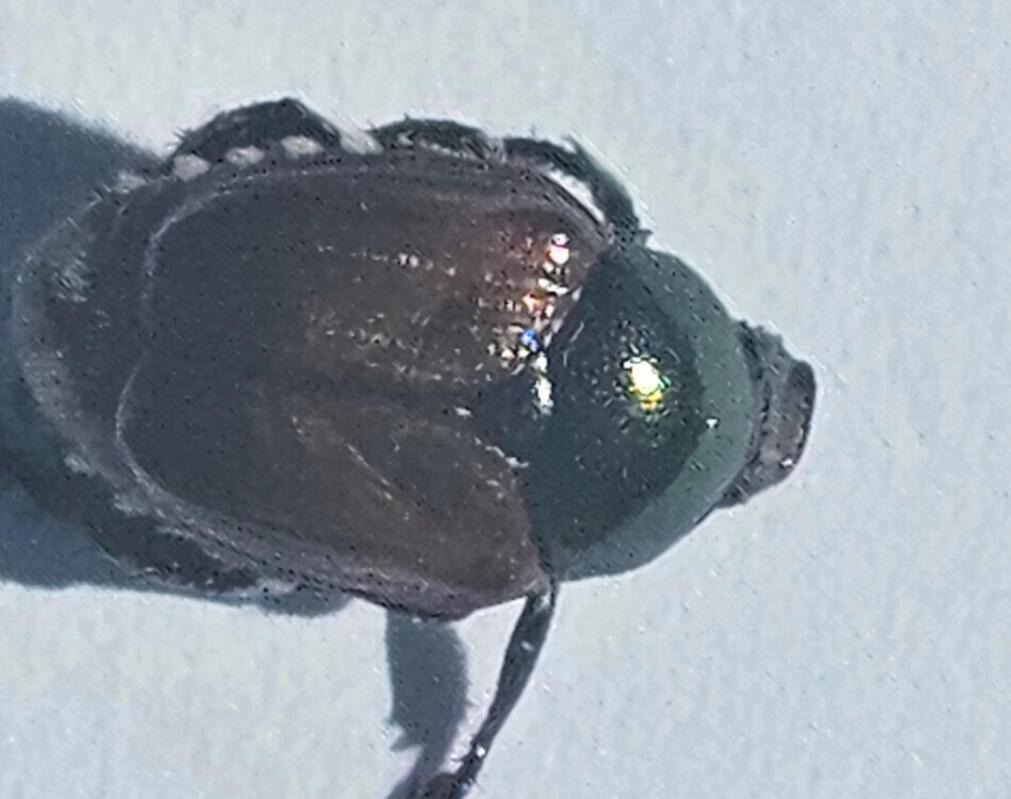 They’re back: Japanese Beetles