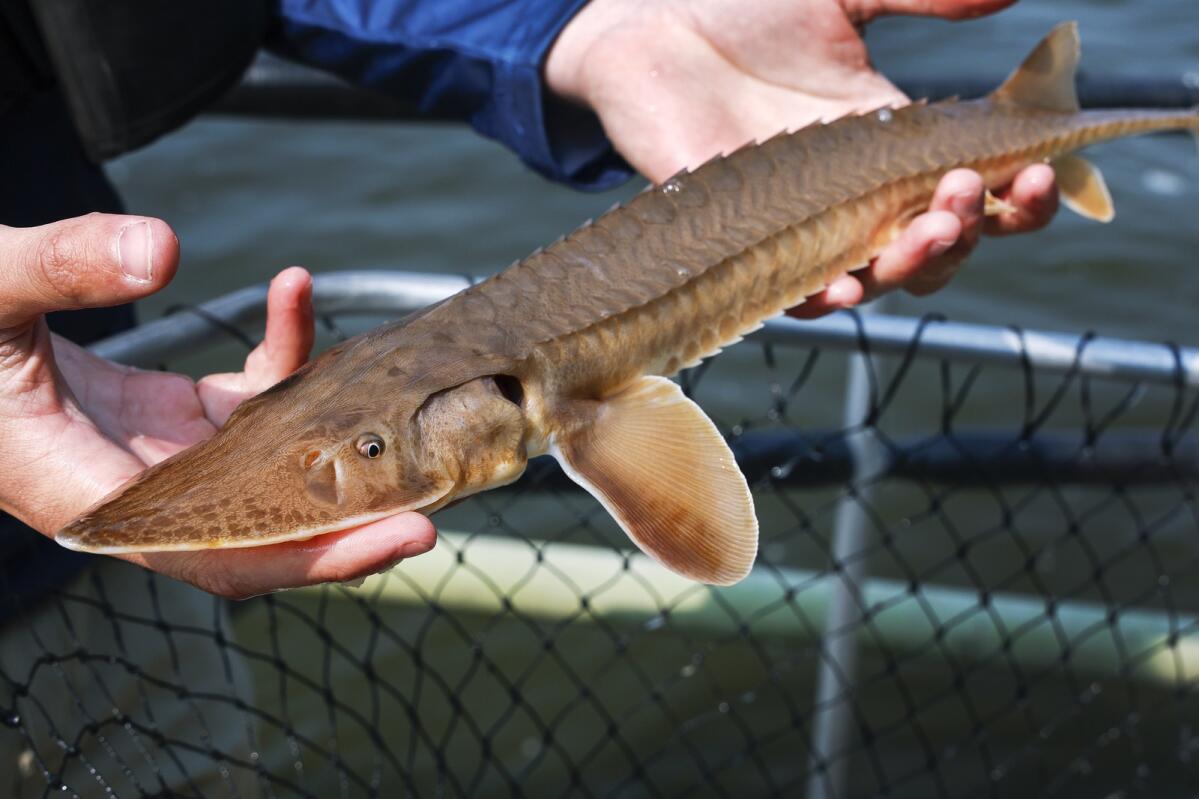 To learn more about rare lake sturgeon, Iowa researchers turn to another  prehistoric fish