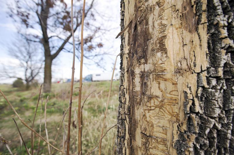 Emerald ash borer found in 2 more Iowa counties