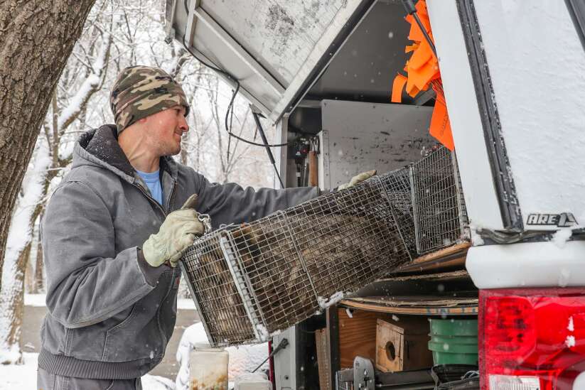 As Iowa’s raccoon population surges, some seek new solutions