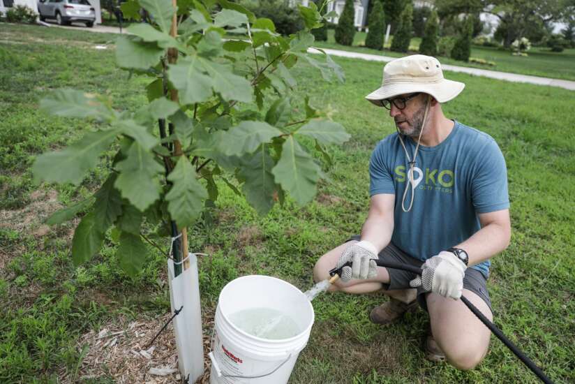 Two years after derecho, replanting efforts focusing on private property grow roots