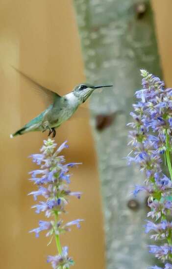 Hummingbird mints add color and excitement to the garden