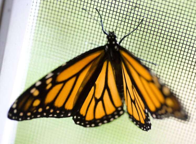 Linn County to create better habitat for the butterflies, other pollinators
