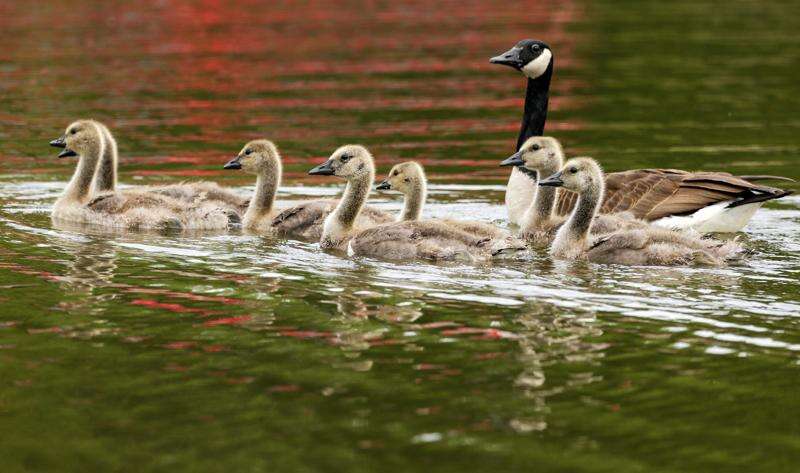 Cedar Rapids gets serious about geese overpopulation