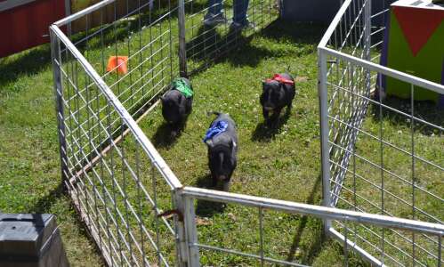 Jefferson County Fair features petting zoo, pig races