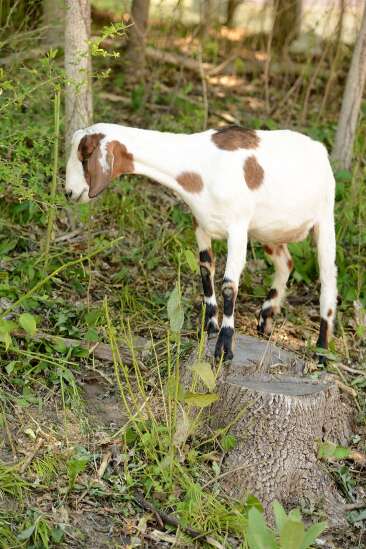 Photos: Goats on the Go vs. the garlic mustard