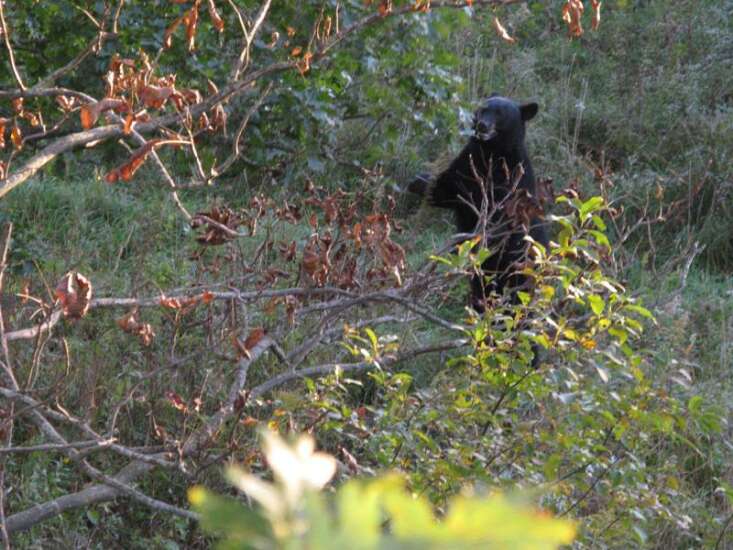 Is it time to consider Iowa as bear habitat?