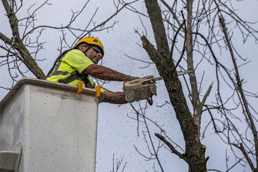 Dying ash trees can be dangerous, expensive for private landowners to remove