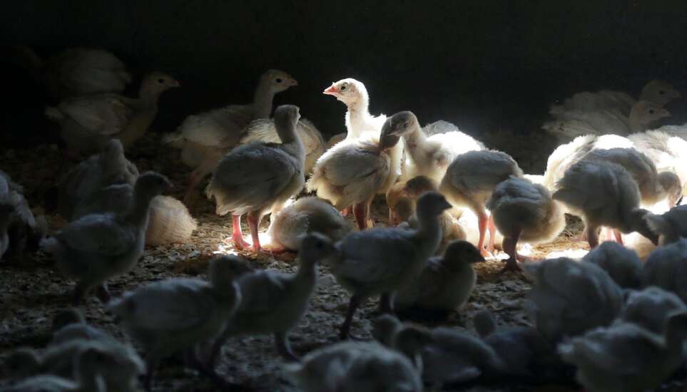 Bird flu detected in western Iowa backyard flock