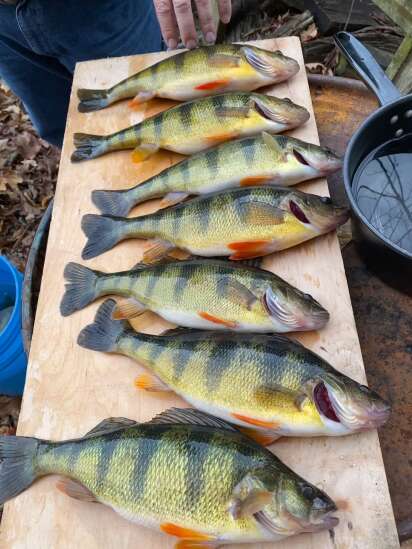 Yellow perch are everywhere in Upper Mississippi