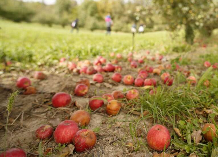 Apple orchards battle waste