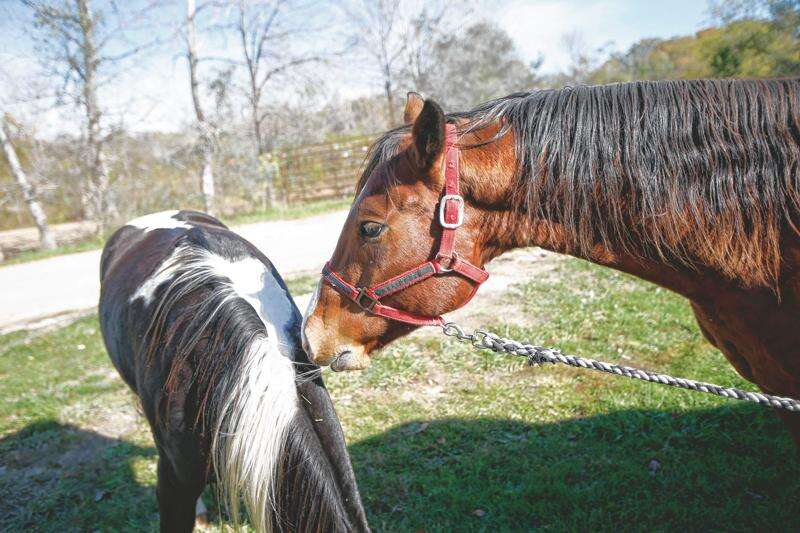 Equestrian camping, riding along the Des Moines River