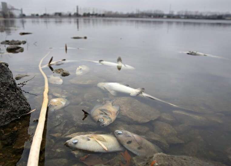 Large fish kill boosts restocking requests in Eastern Iowa