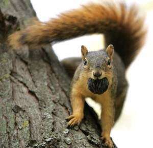 Rabid squirrels 'extraordinarily rare,' lab expert says