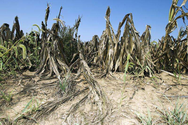 (FILE PHOTO) Drought-stricken cornstalks are shown bent over in a field near Swisher in August 2012. (The Gazette)