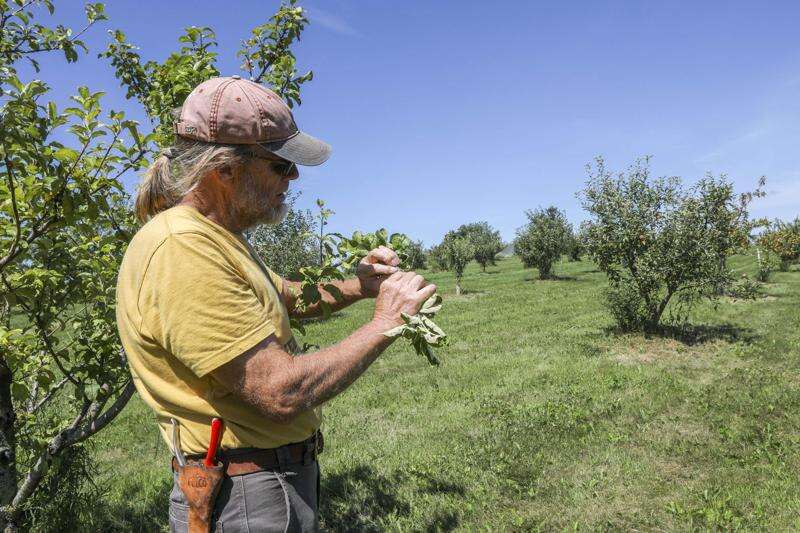 Historic apple orchards at Seed Savers Exchange keep heirloom varieties alive