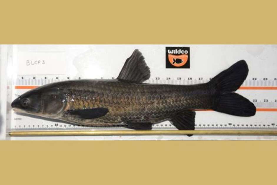 The black carp was deliberately brought to the U.S. during the 1970s as means of pest control for aquatic snails in fish ponds. The population quickly grew out of control. Credit: U.S. Geological Survey