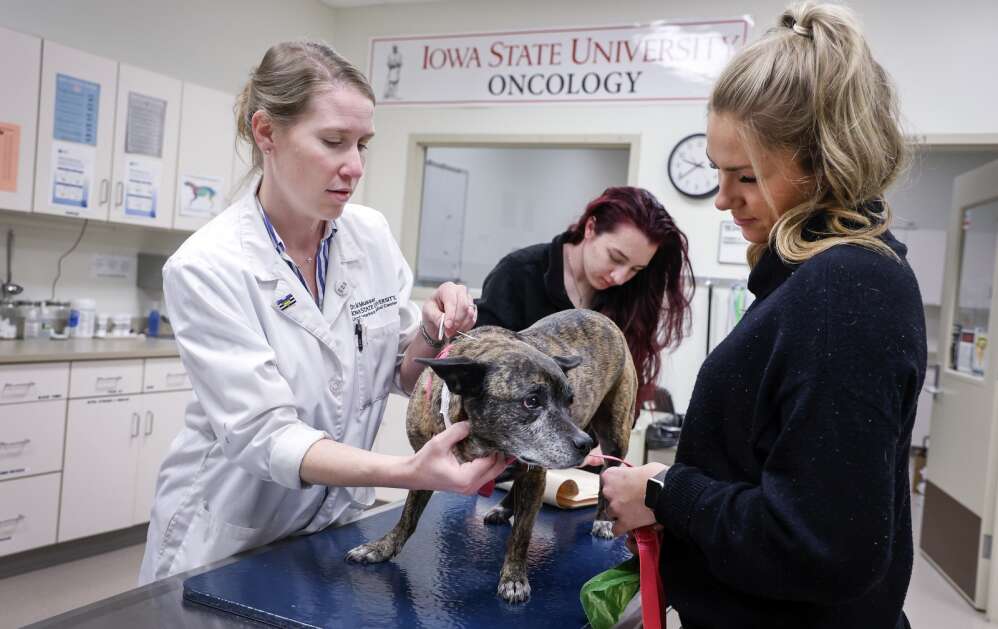 Veterinary medical oncologist Dr. Meg Mussing (left) feels and gauges the size of lymph nodes of Jetta, a dog undergoing cancer treatment Thursday at Iowa State University’s Pet Cancer Clinic. Fourth-year veterinary medical student Raegan Boeck (right) helps comfort Jetta as small-animal rotating intern Gabriella Darbenzio records the findings. (Jim Slosiarek/The Gazette)