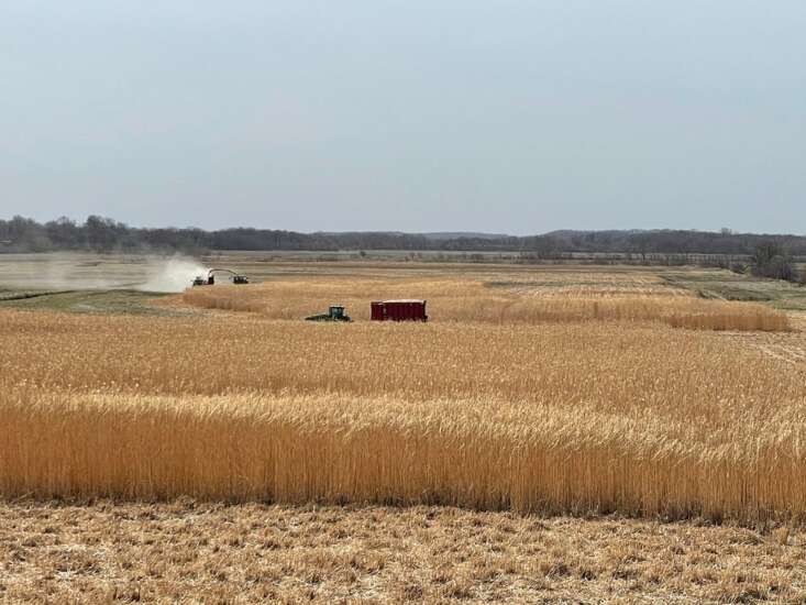 University of Iowa increases biofuel acres with miscanthus