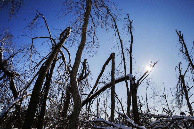 Derecho devastated trees in hours, but reforestation plan will take months